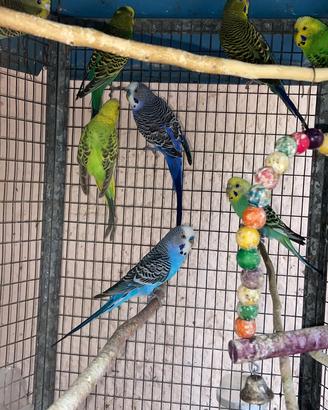 Animali cocorite