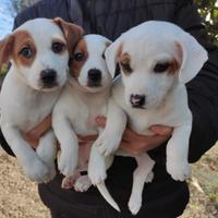 Cuccioli di jack Russell terrier