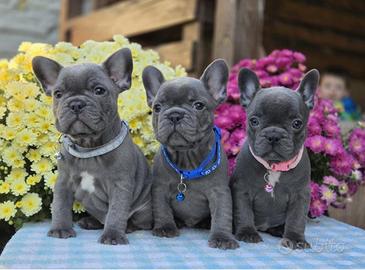Esclusivi bulldog francese blue