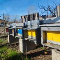 Nuclei / Famiglie di api