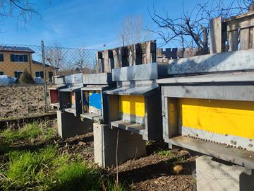 Nuclei / Famiglie di api