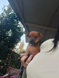 Mini pincher toy ultimo cucciolo rimasto