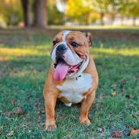 Bulldog inglese disponibile per monta