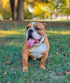Bulldog inglese disponibile per monta