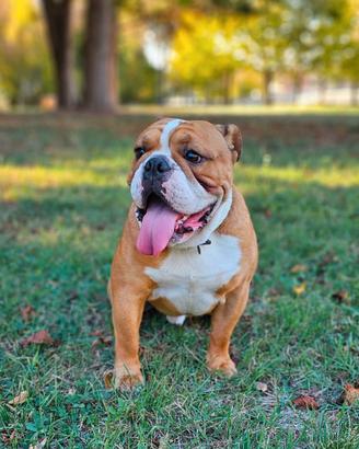 Bulldog inglese disponibile per monta