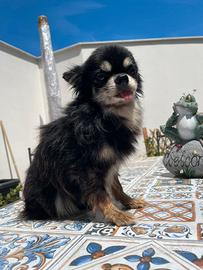 Chihuahua Pelo Lungo Adulto (5 anni)