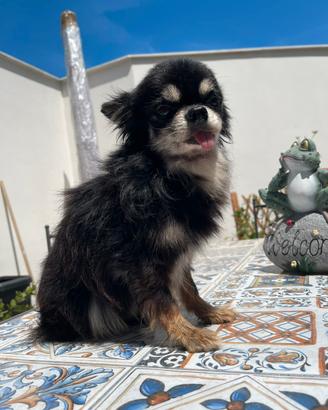 Chihuahua Pelo Lungo Adulto (5 anni)