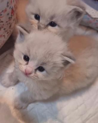 Cuccioli ragdoll pedigree