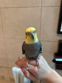 Pappagalli calopsite adulti