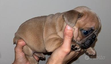 Bulldog francese