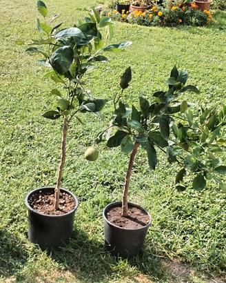 piante agrumi vari 