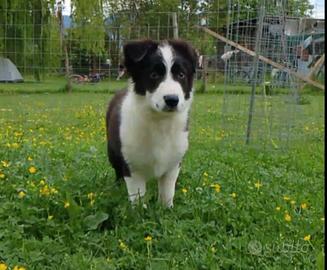Border collie