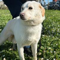 Raja dolce cagnolina di taglia piccola