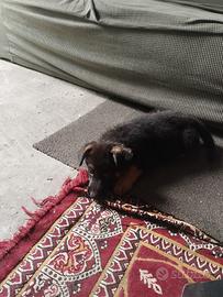 Cagnolina pastore tedesco