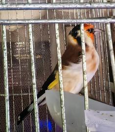 Mayor