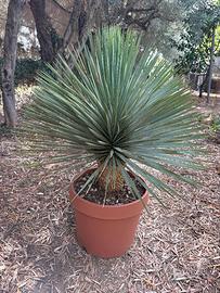 YUCCA ROSTRATA