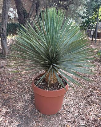 YUCCA ROSTRATA