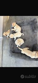Cucciolata Labrador