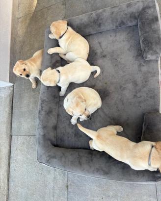 Cucciolata Labrador