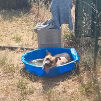 PITA un genio a 4 zampe