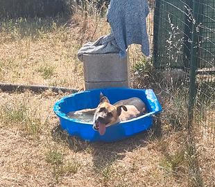 PITA un genio a 4 zampe