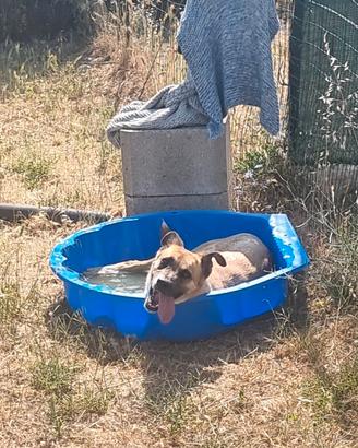 PITA un genio a 4 zampe