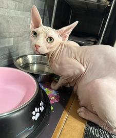 Sphynx