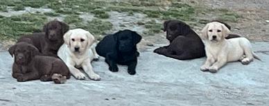 Cuccioli di Labrador disponibili