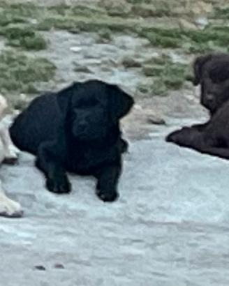 Cuccioli di Labrador disponibili