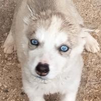 Husky siberian