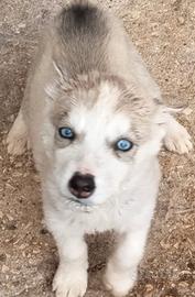 Husky siberian