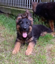 Cuccioli pastore tedesco