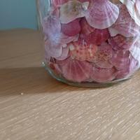 vasetto decorativo di conchiglie forma di ventagli