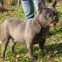 Bulldog Francese Blu