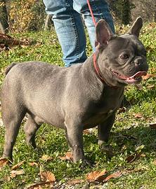 Bulldog Francese Blu