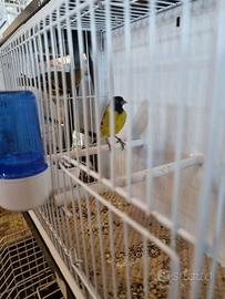 Lucherini testa nera portatori topazio