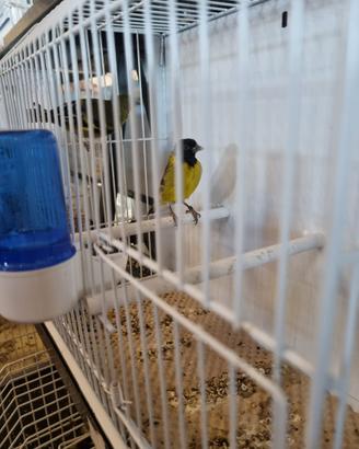 Lucherini testa nera portatori topazio