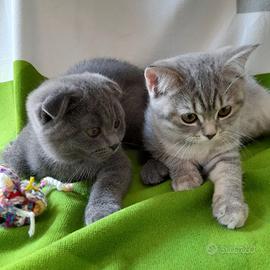 Cuccioli Scottish fold e Scottish straight 