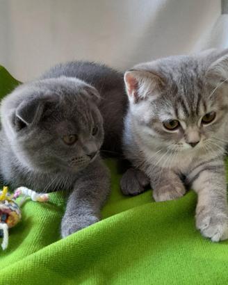 Cuccioli Scottish fold e Scottish straight 