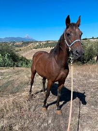Trottatrice italiana