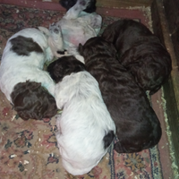 Cuccioli di Lagotto