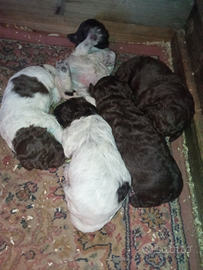 Cuccioli di Lagotto