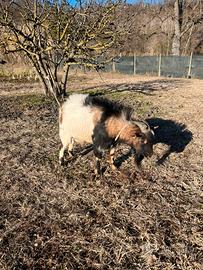 Capra tibetana maschio