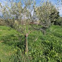 30 piante di olivo (3 anni) con espianto incluso