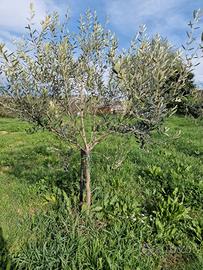 30 piante di olivo (3 anni) con espianto incluso