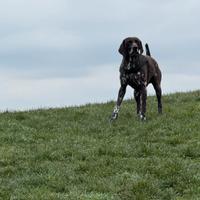 Kurzhaar Maschio per accoppiamento