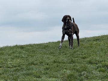 Kurzhaar Maschio per accoppiamento