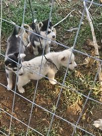 Husky
