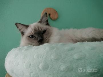 Cuccioli ragdoll