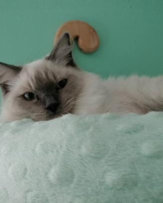 Cuccioli ragdoll